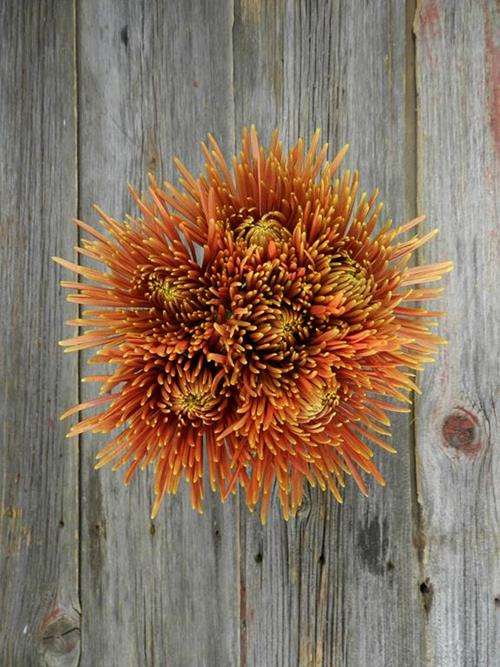 TIERRA SPIDER BRONZE DISBUD/MUM